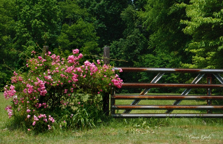 Rosey Gate