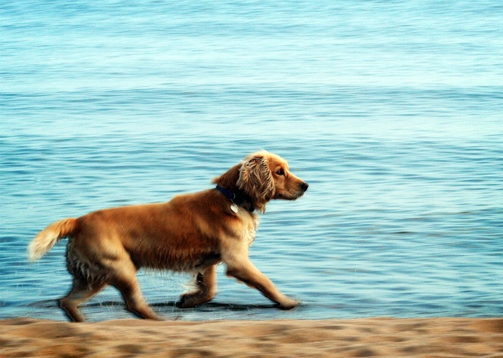 Beach Dog