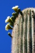 Saguaro in Bloom