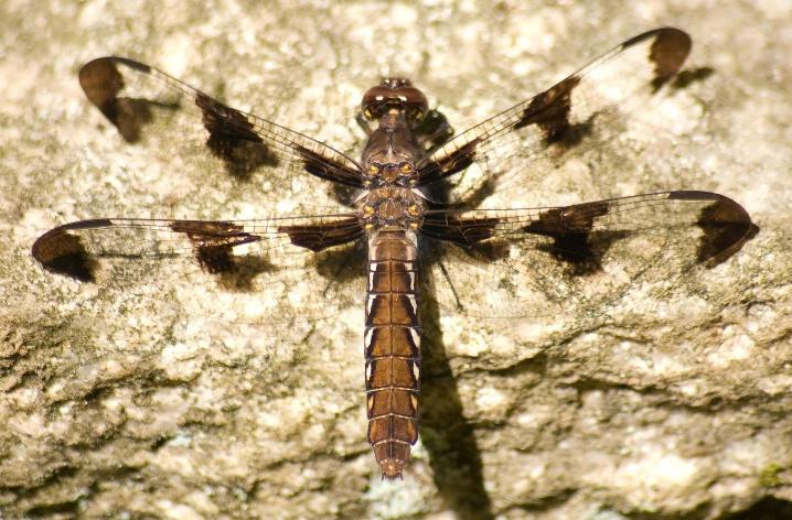 Dragonfly (M)