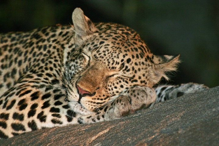Leopard Nap