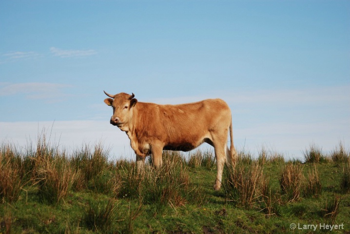 Scotland- Highland Cow - ID: 6376561 © Larry Heyert