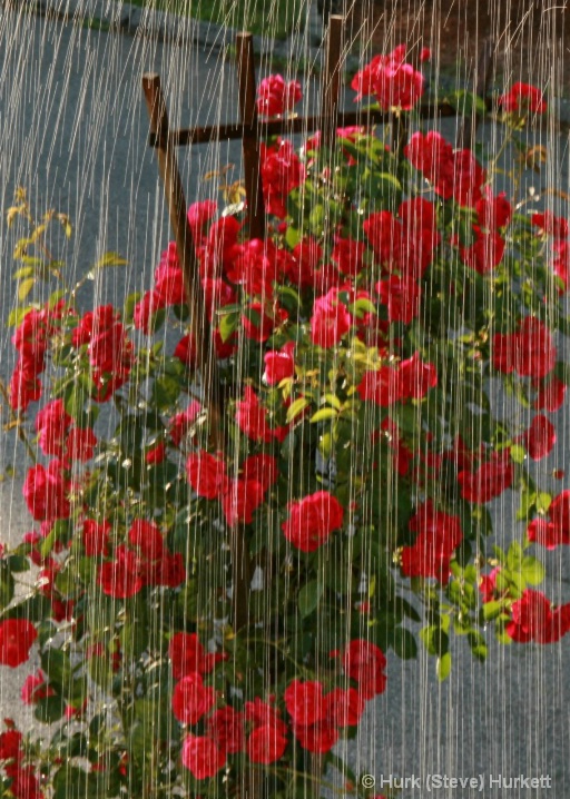 raining_on_the_rose_arbor_9456