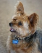 Jake