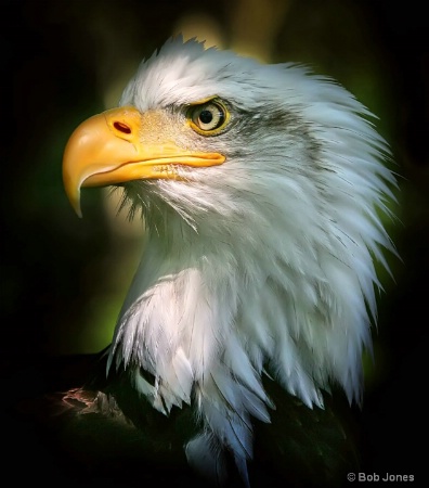 Eagle in Woodland Shade