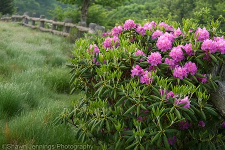 - Mountain Blooms -