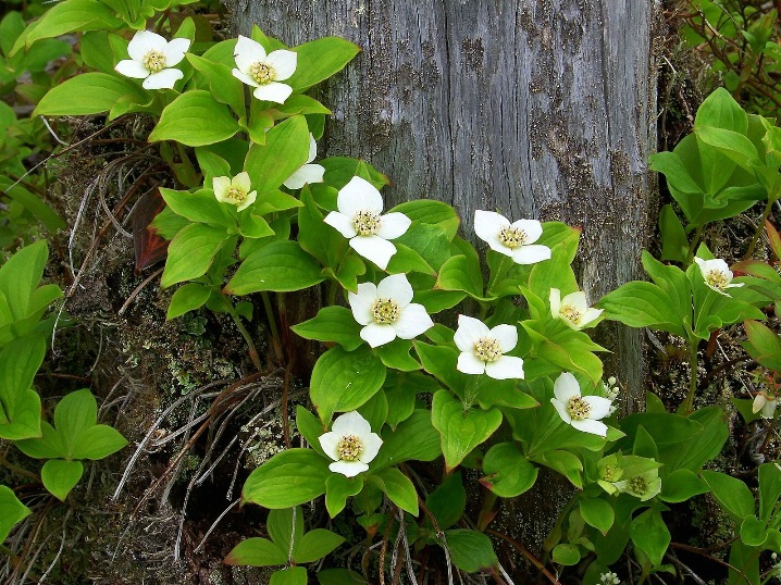 Cracker Berry Blossoms