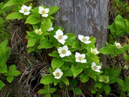 Cracker Berry Blossoms