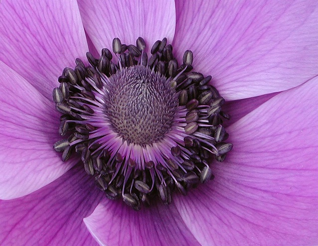 Purple  Poppy