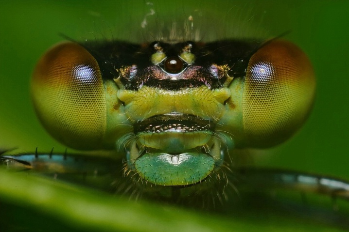 damsel portrait