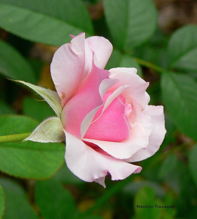 Rosebud