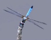 Blue Dasher
