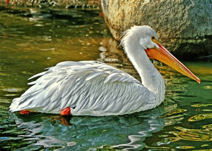 White Pelican