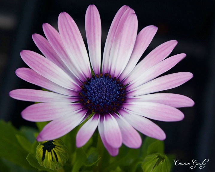 Purple Gerbera Daisy