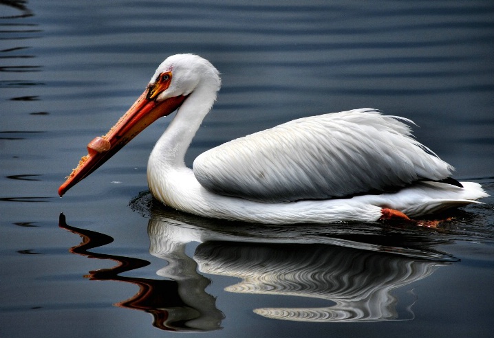 reflection of a pelican