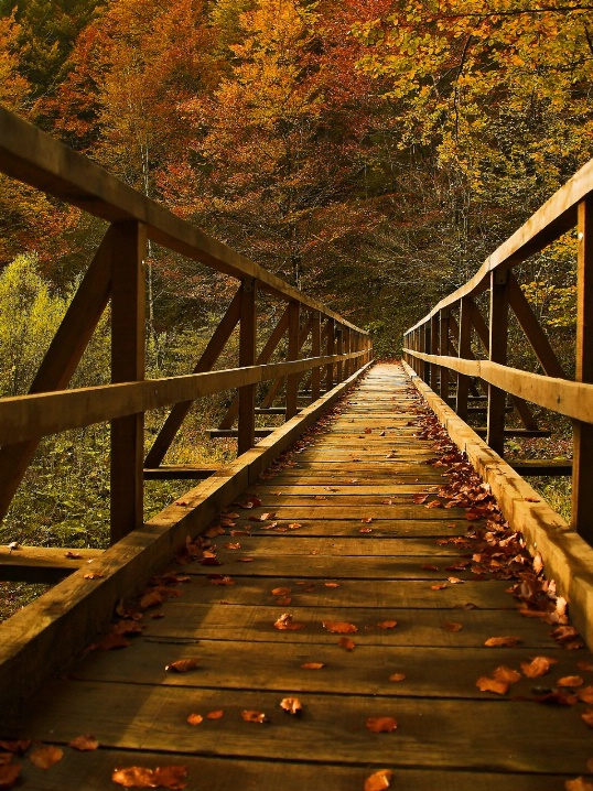 Autumnal bridge