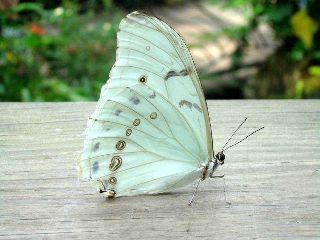 Beautiful Butterfly