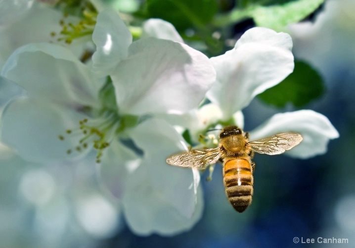 Wings and Petals