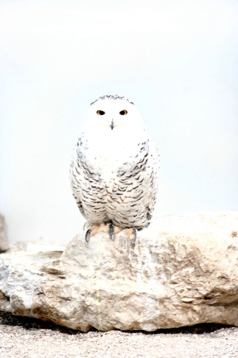 Snow Owl