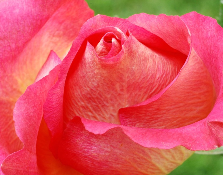 Lipstick rose close-up