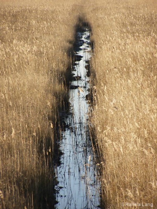 Creek in reed fields