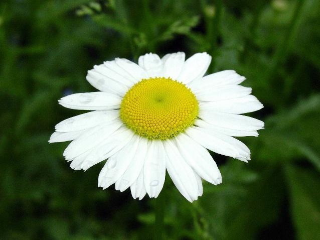 Daisy