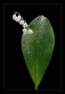 lily of the valle...