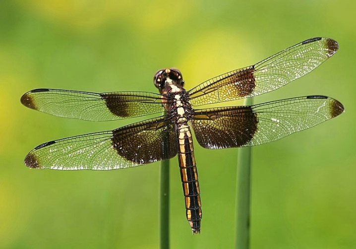 Widow Skimmer