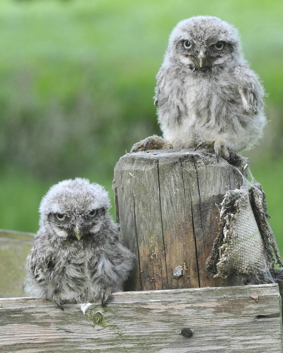 Baby little owls