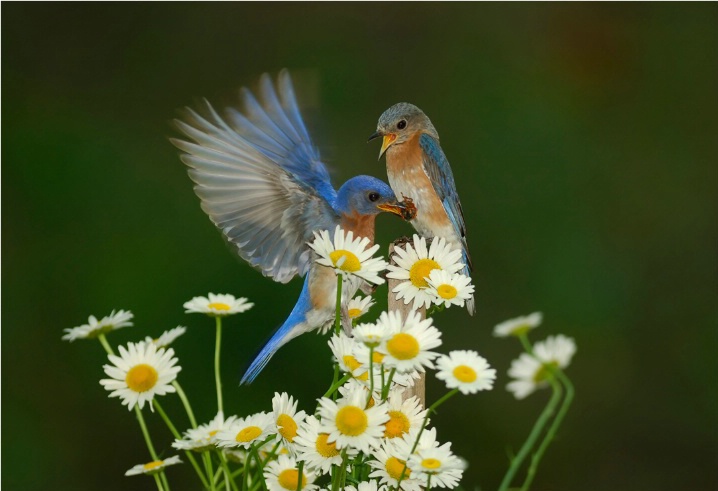 Bluebird Beautiful