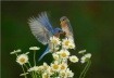 Bluebird Beautifu...