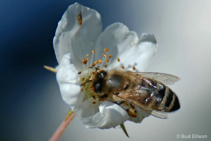 Pollination II