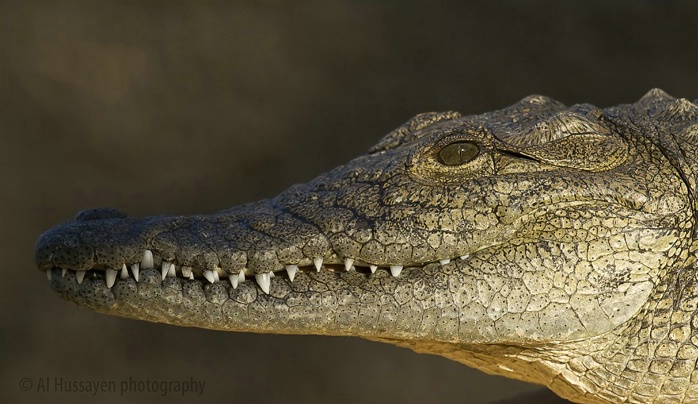 Portrait of the American Alligator