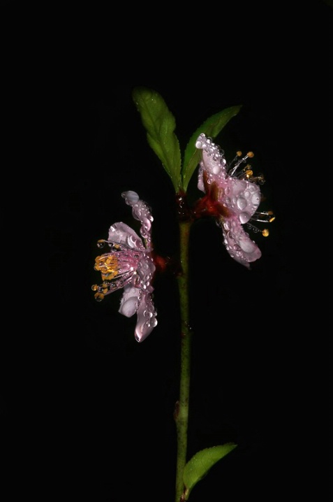 Wet flowers