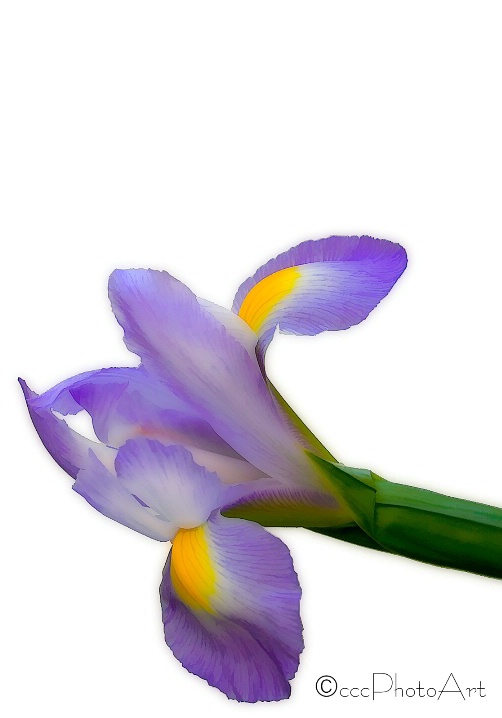 Endearing Iris