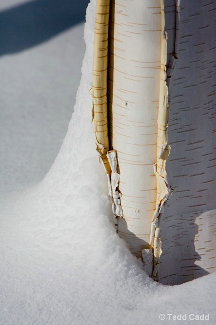 Birch in Winter - ID: 6411405 © Tedd Cadd