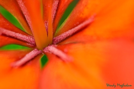 Day Lily Abstract