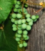 First grapes of t...