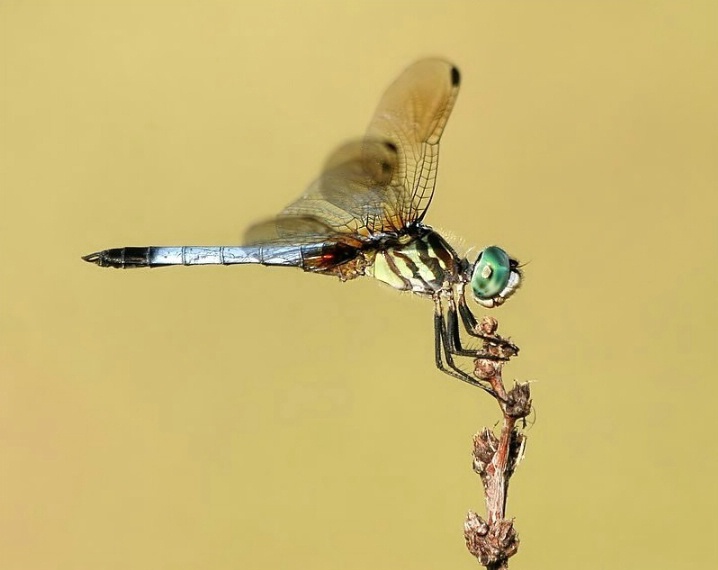 Blue Dasher #2