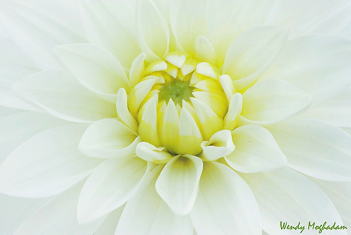 A Touch of Yellow