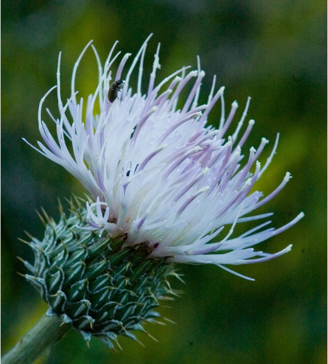 Thistle3