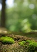 Moss on a Rock