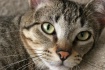 Tabby
