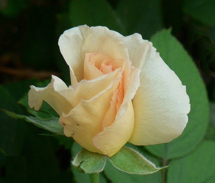 Apricot Rose