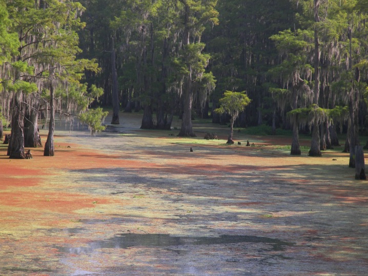 A Colorfull Summer Day On Bayou Desiard