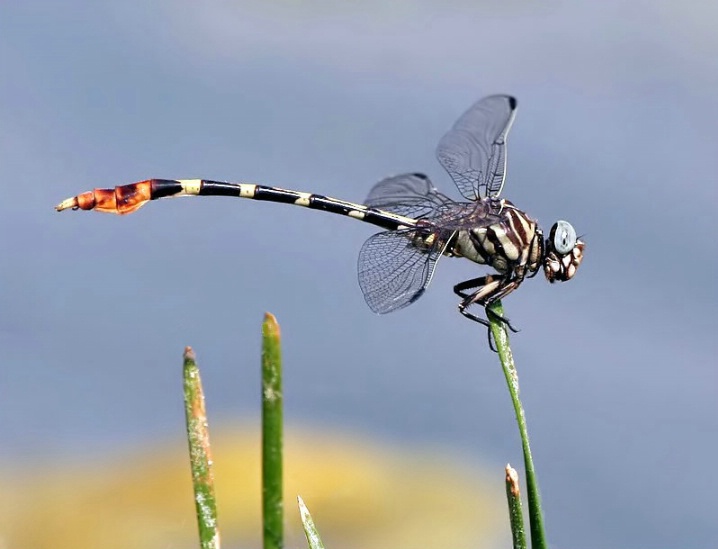 Four-striped Leaftail