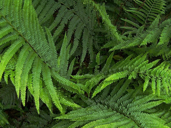 rolling ferns