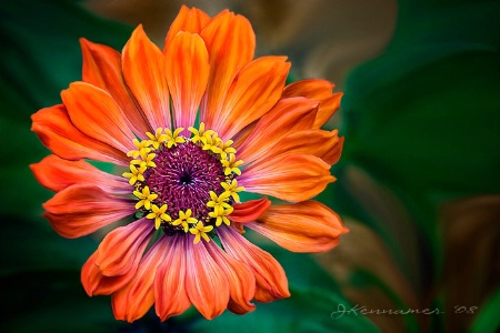 Painted Zinnia