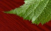 Leafy Saw