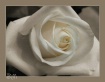 Sepia Rose I